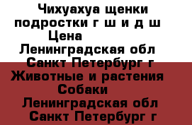 Чихуахуа щенки,подростки,г/ш и д/ш › Цена ­ 20 000 - Ленинградская обл., Санкт-Петербург г. Животные и растения » Собаки   . Ленинградская обл.,Санкт-Петербург г.